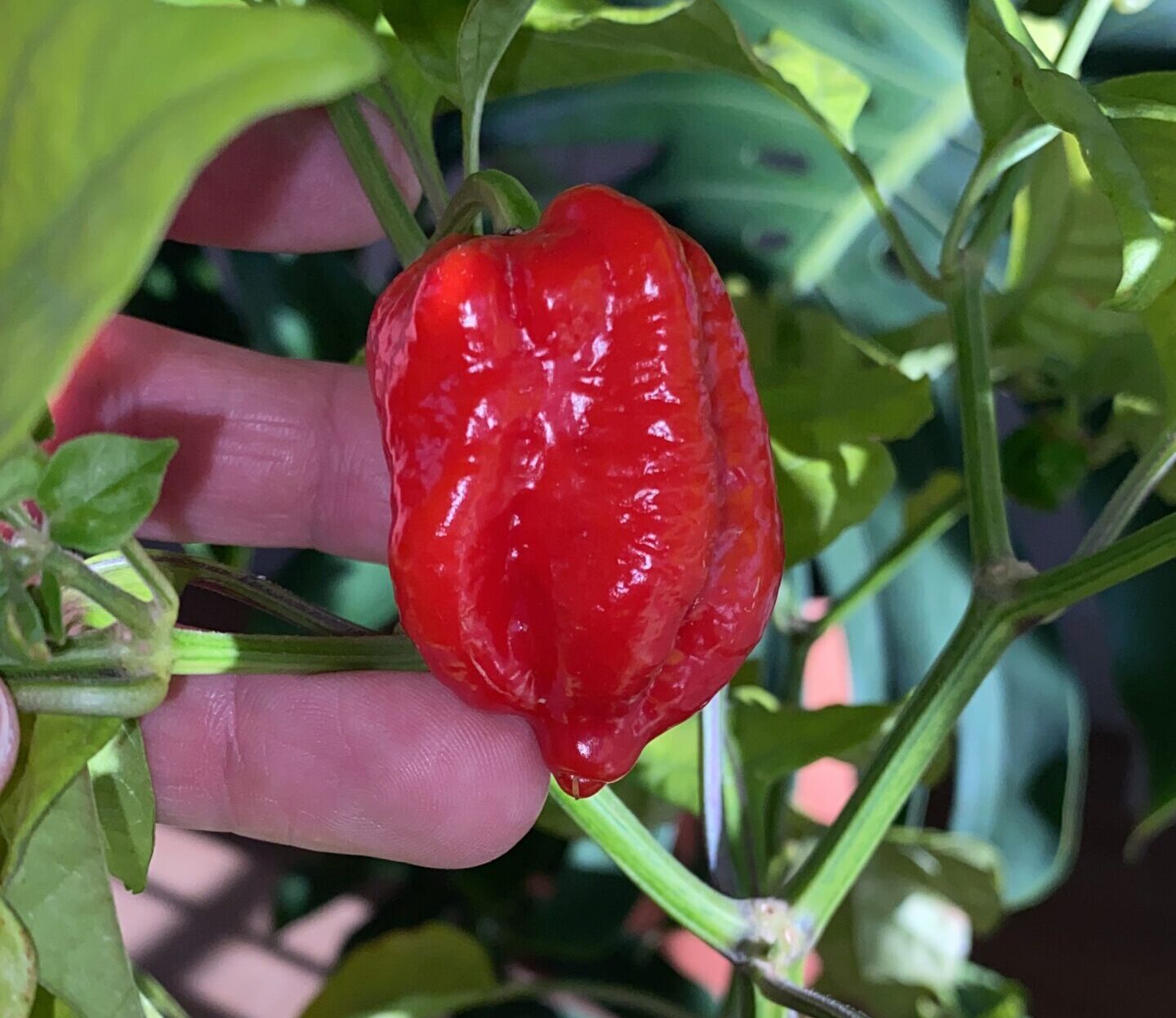 Carolina reaper a media maduración